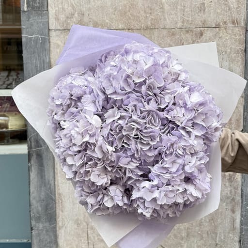 Lavender Hidrangea