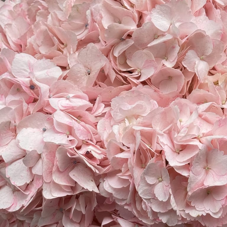 “ Pink forever” - Image 5