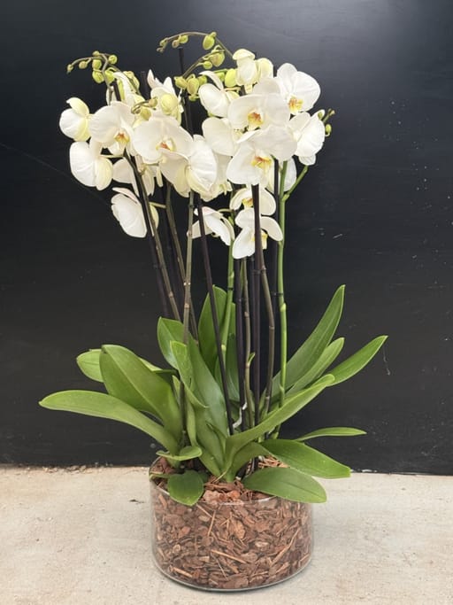Orquídeas  blancas con base de cristal