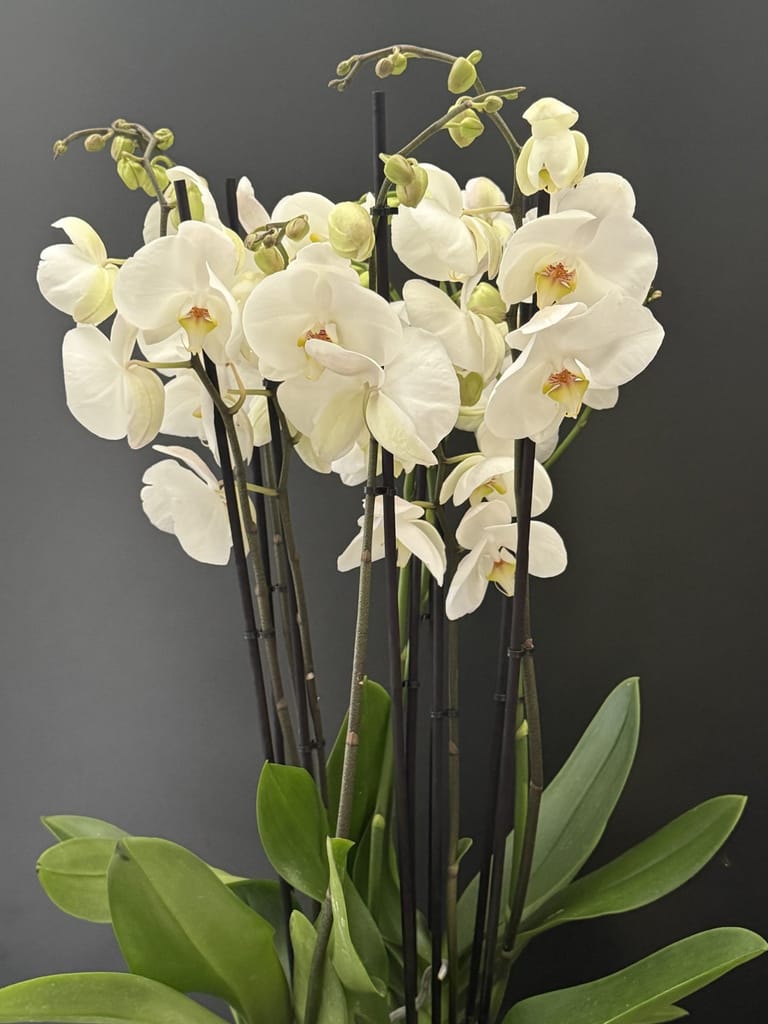 Orquídeas blancas con base de cristal - Image 2