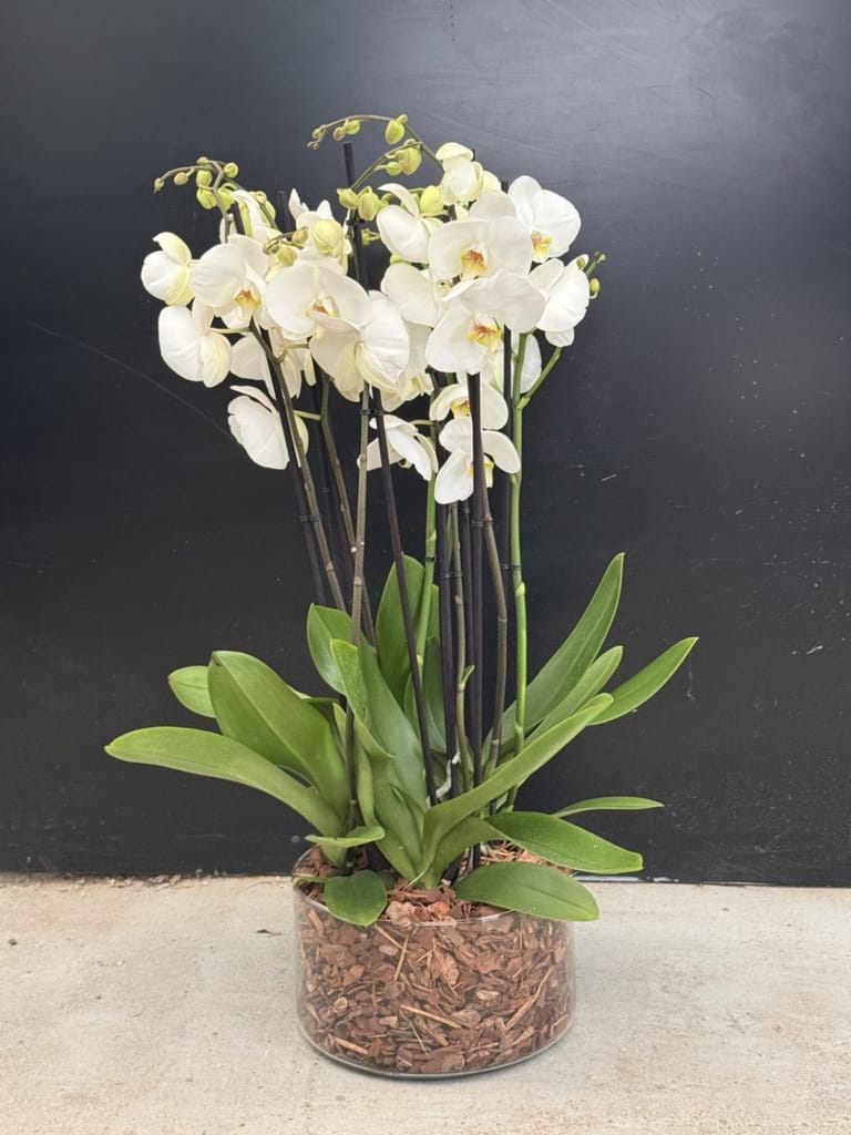Orquídeas blancas con base de cristal - Image 4