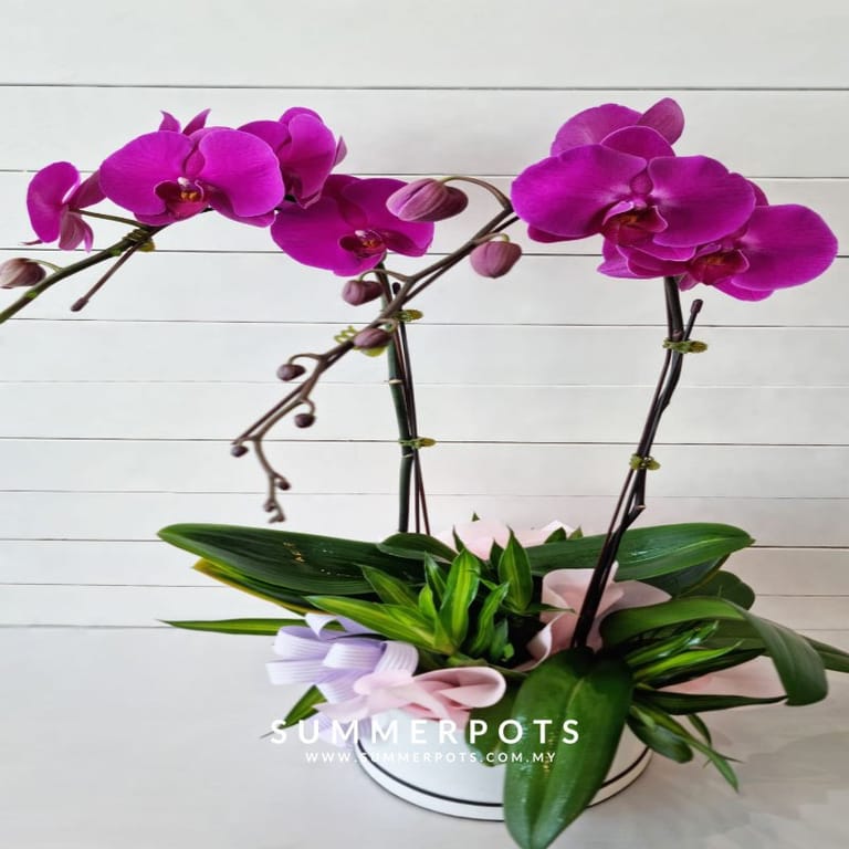 Phalaenopsis 151