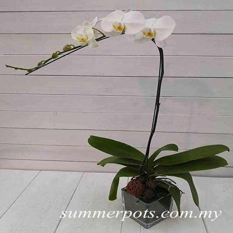 Phalaenopsis 029 - Image 1