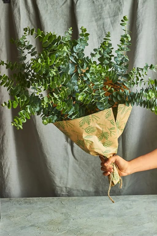 Eucalyptus