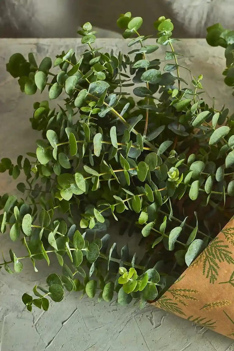 Eucalyptus - Image 2