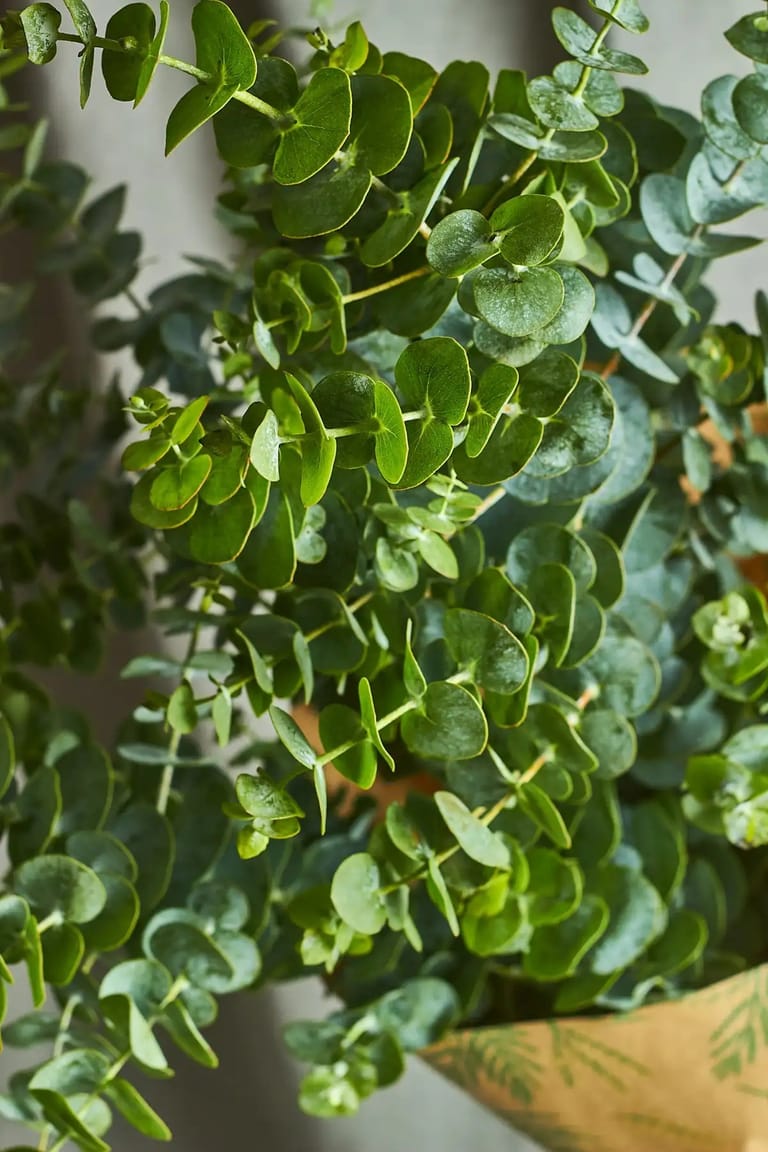 Eucalyptus - Image 3