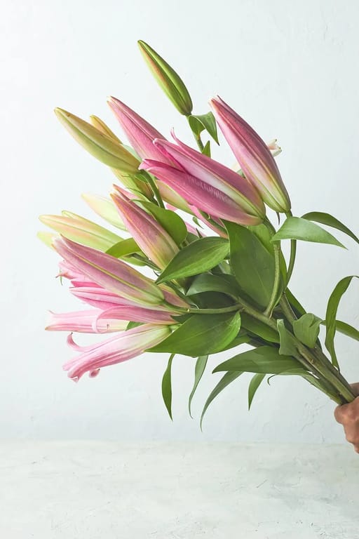 Oriental lilies