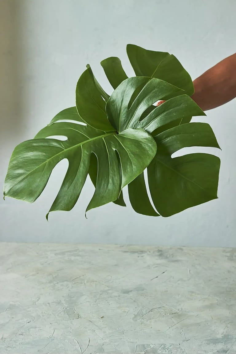 Monstera - Image 1