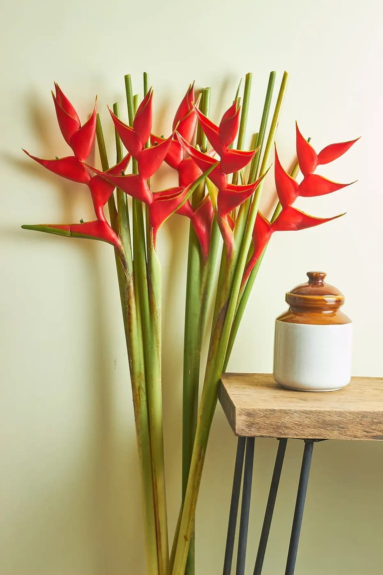 Heliconia - Image 3