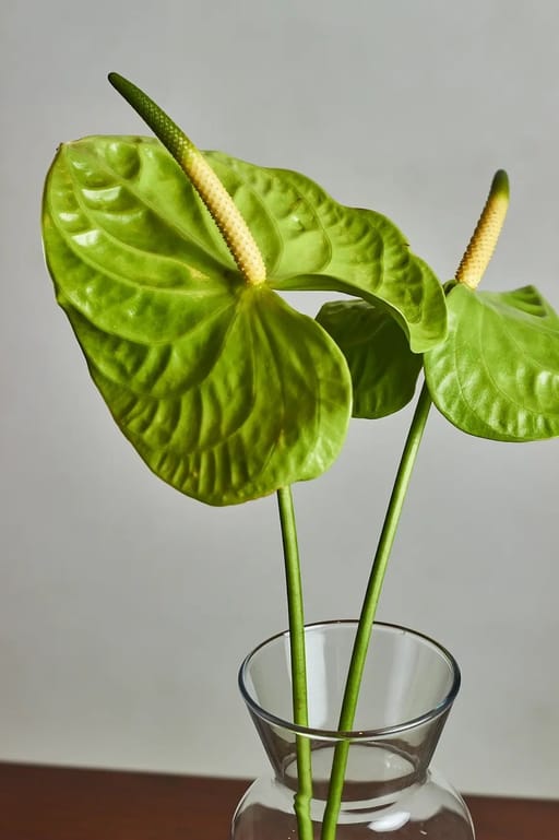 Anthurium