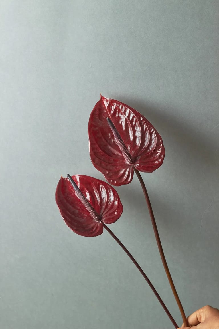 Anthurium - Image 4