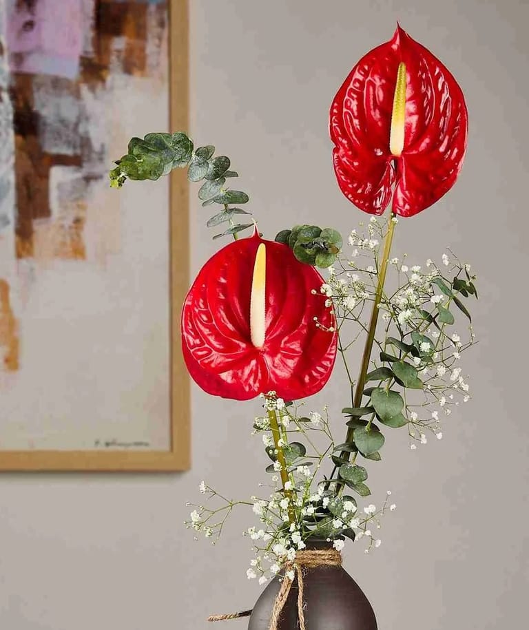 Anthurium - Image 5