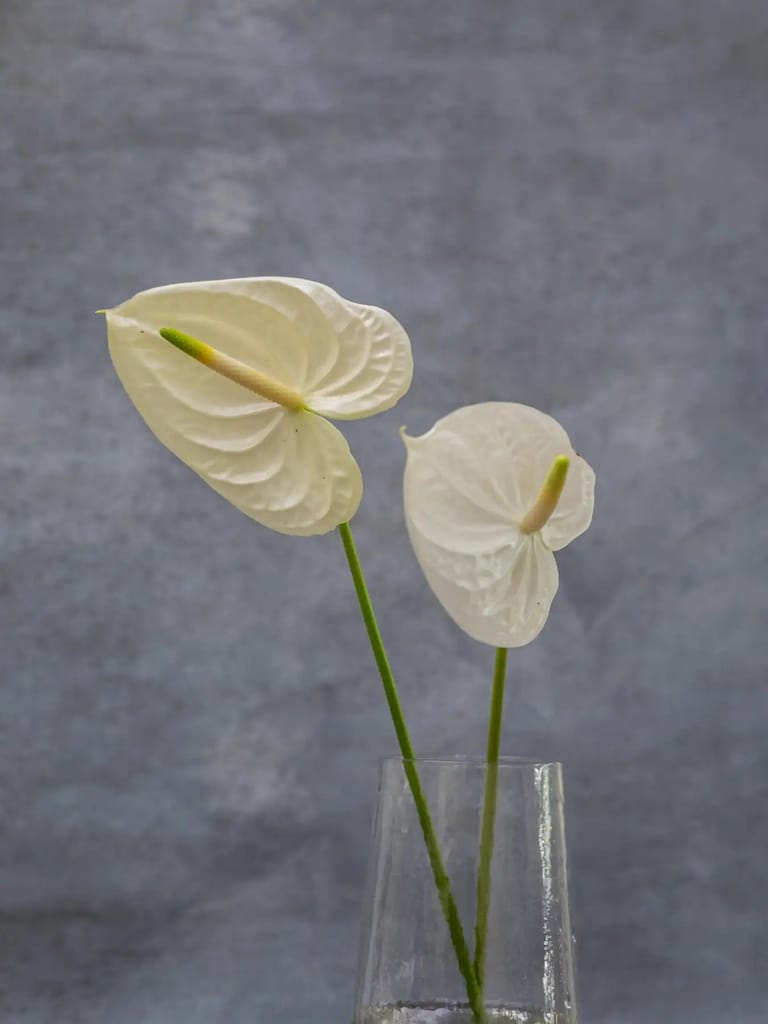 Anthurium - Image 6