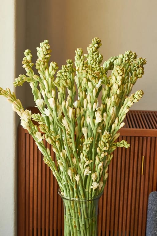 Rajnigandhas (Tuberose)