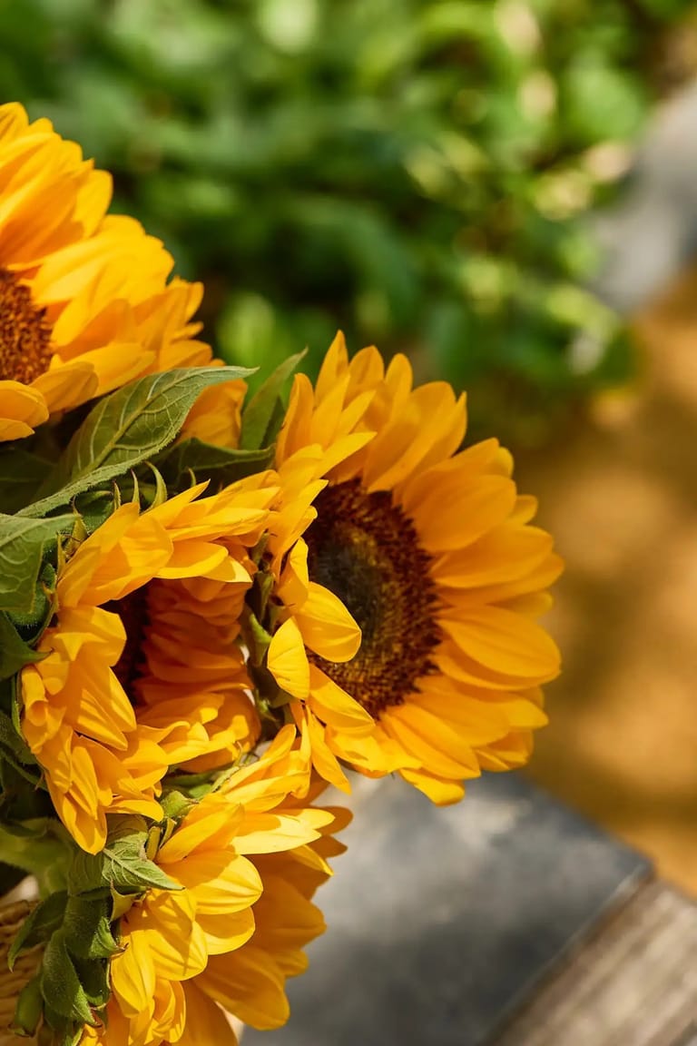 Sunflowers - Image 3