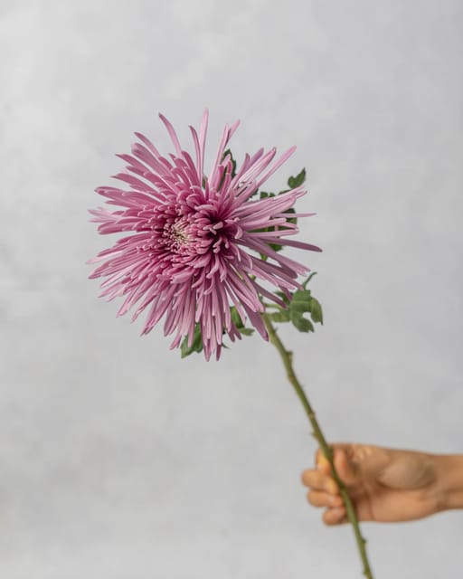 Spider Mum