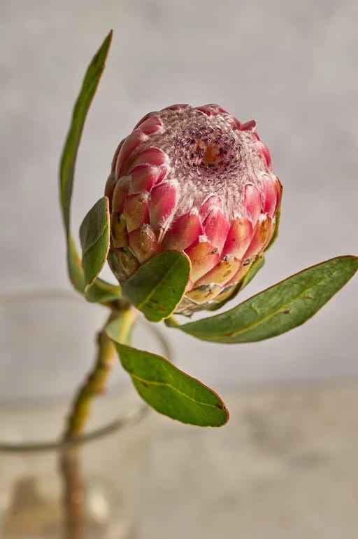 Protea