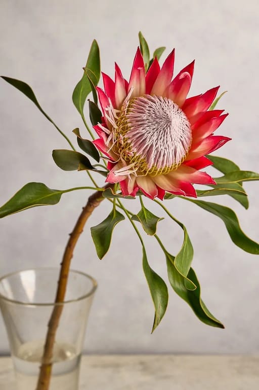King Protea