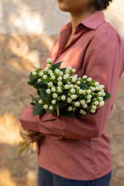 Hypericum Berries