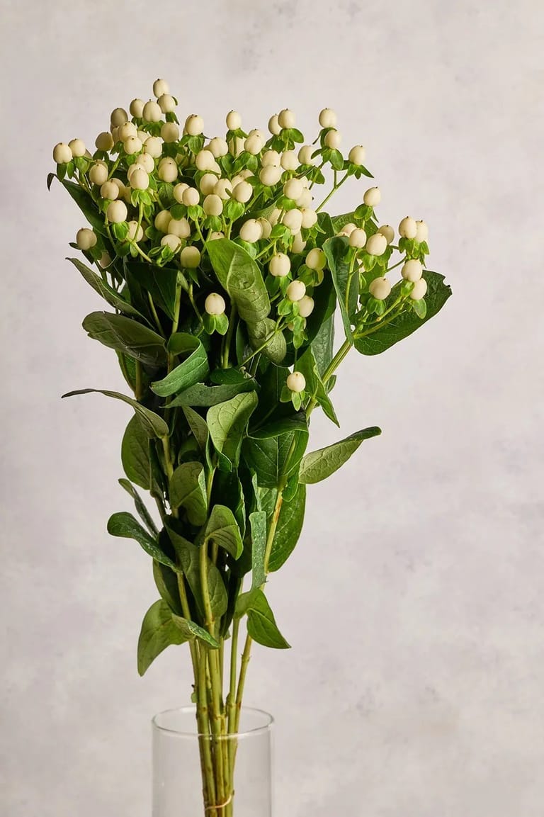 Hypericum Berries - Image 3
