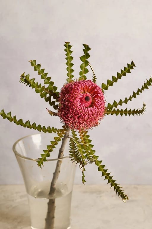 Banksia