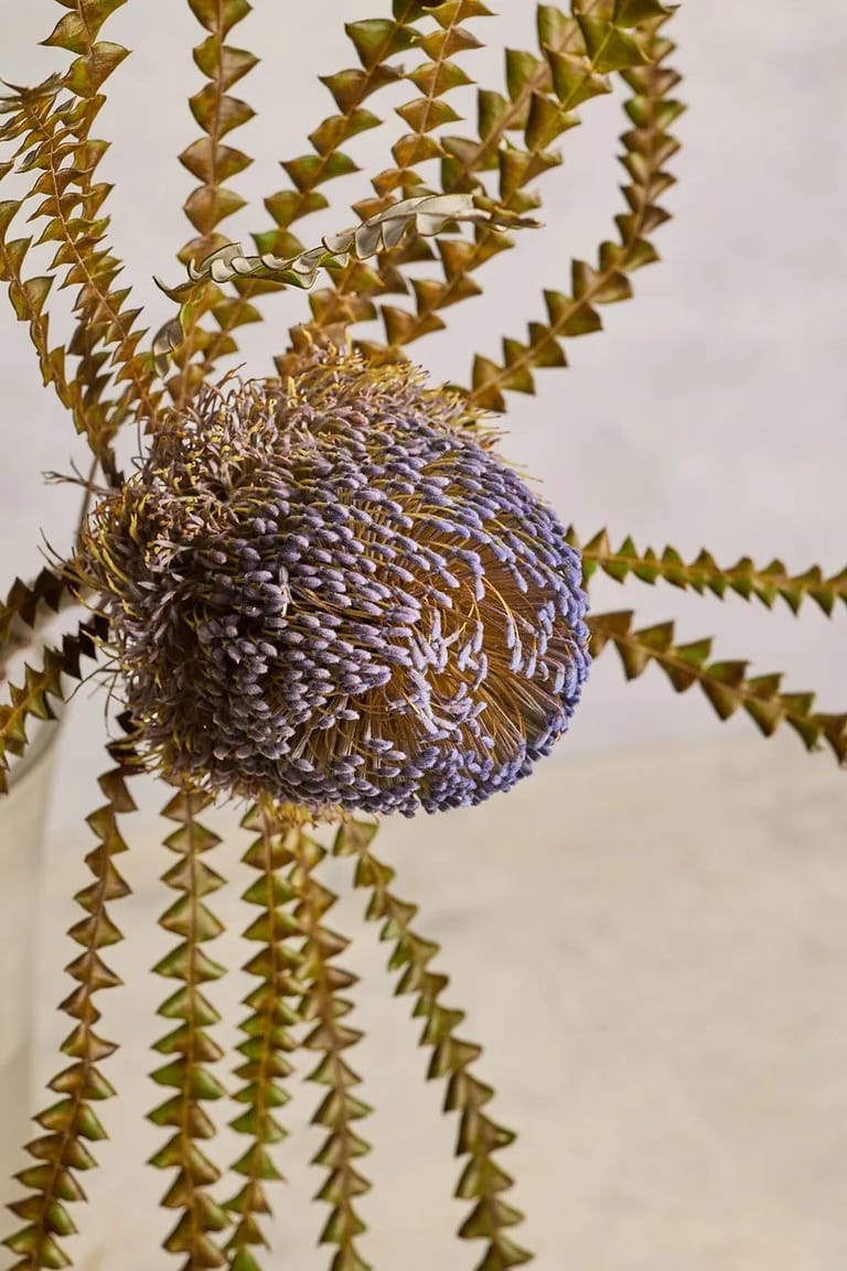 Banksia - Image 3