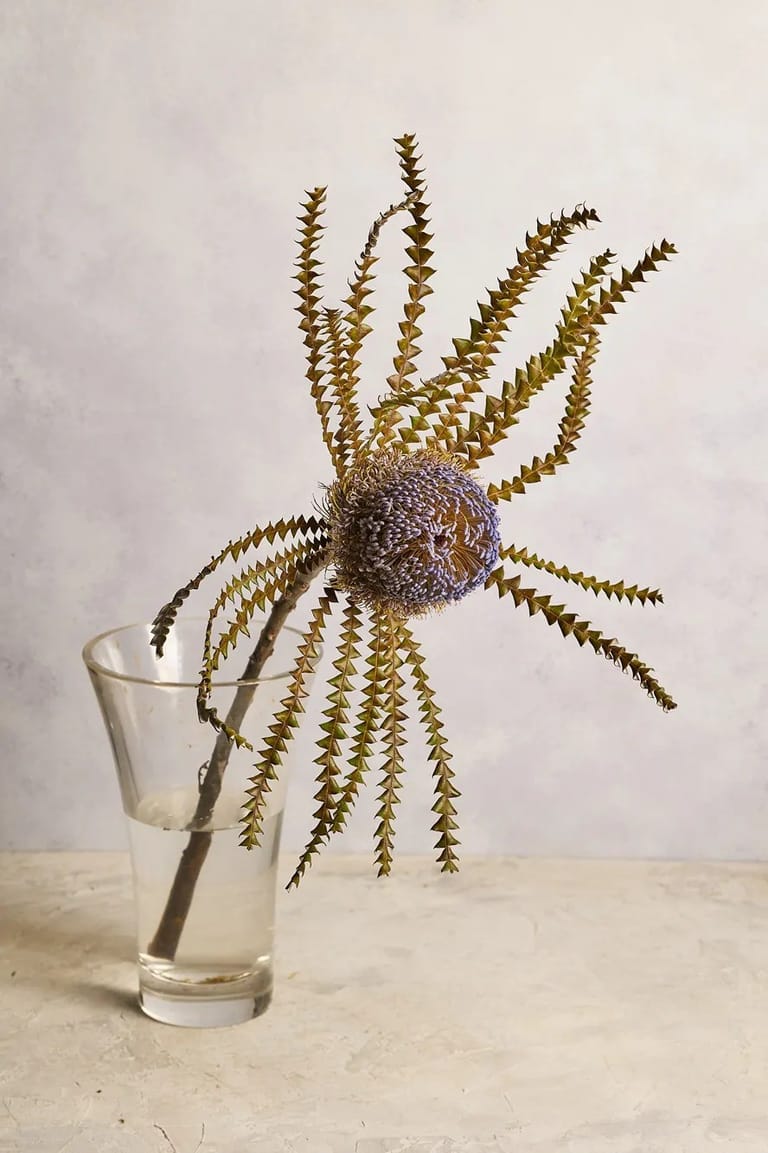 Banksia - Image 4