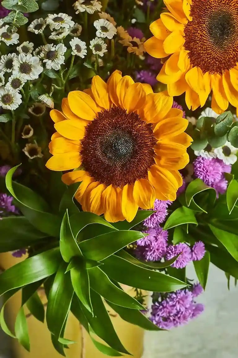 Sunflower fields - Image 2