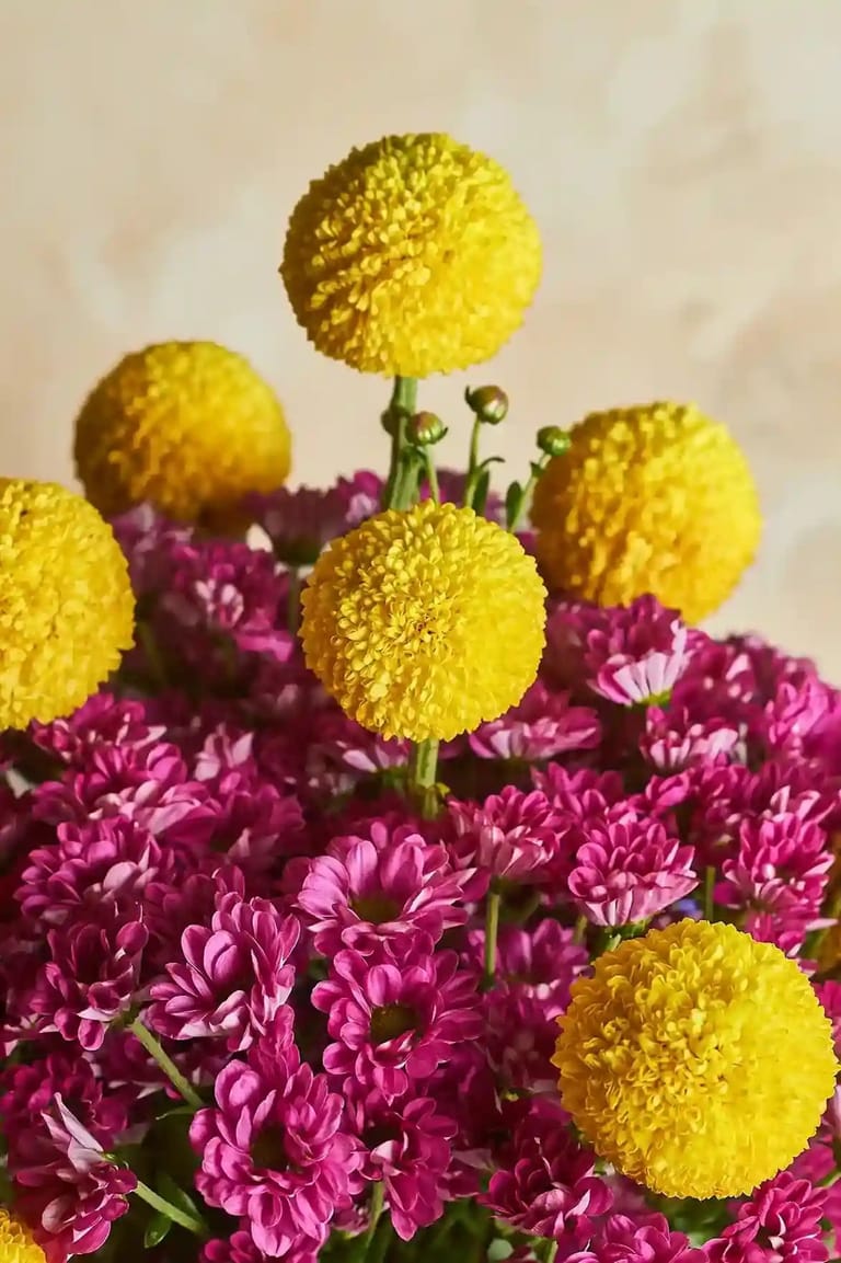 Pom-Pom Party - Image 2