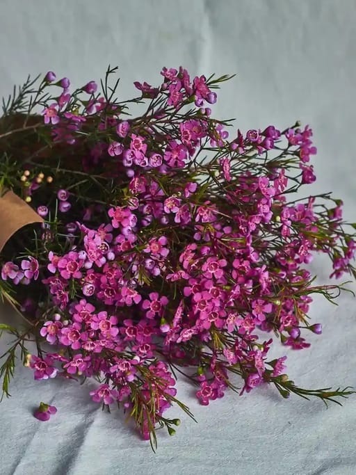 Wax flowers