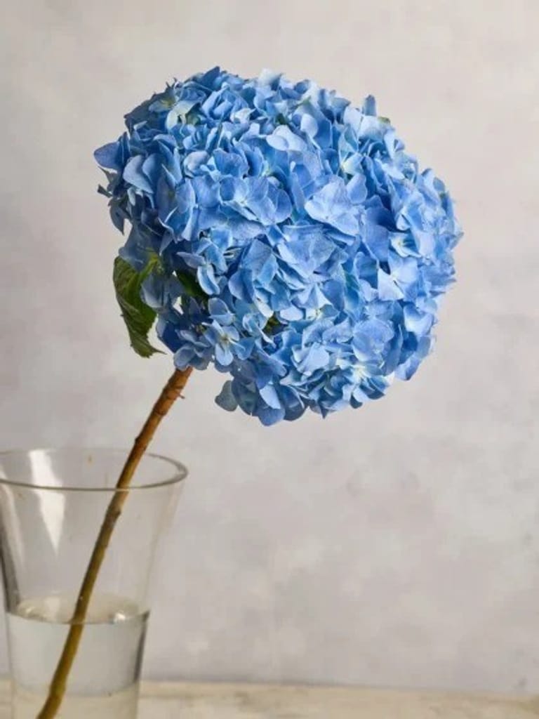 Hydrangeas - Image 1