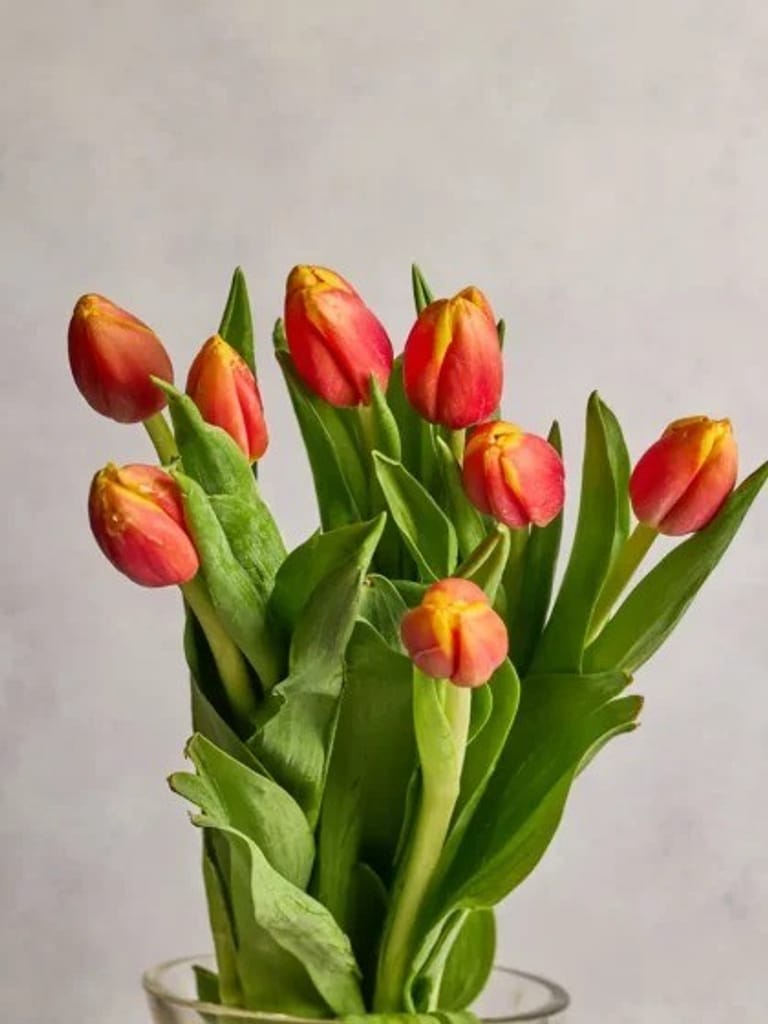 Tulips - Image 1