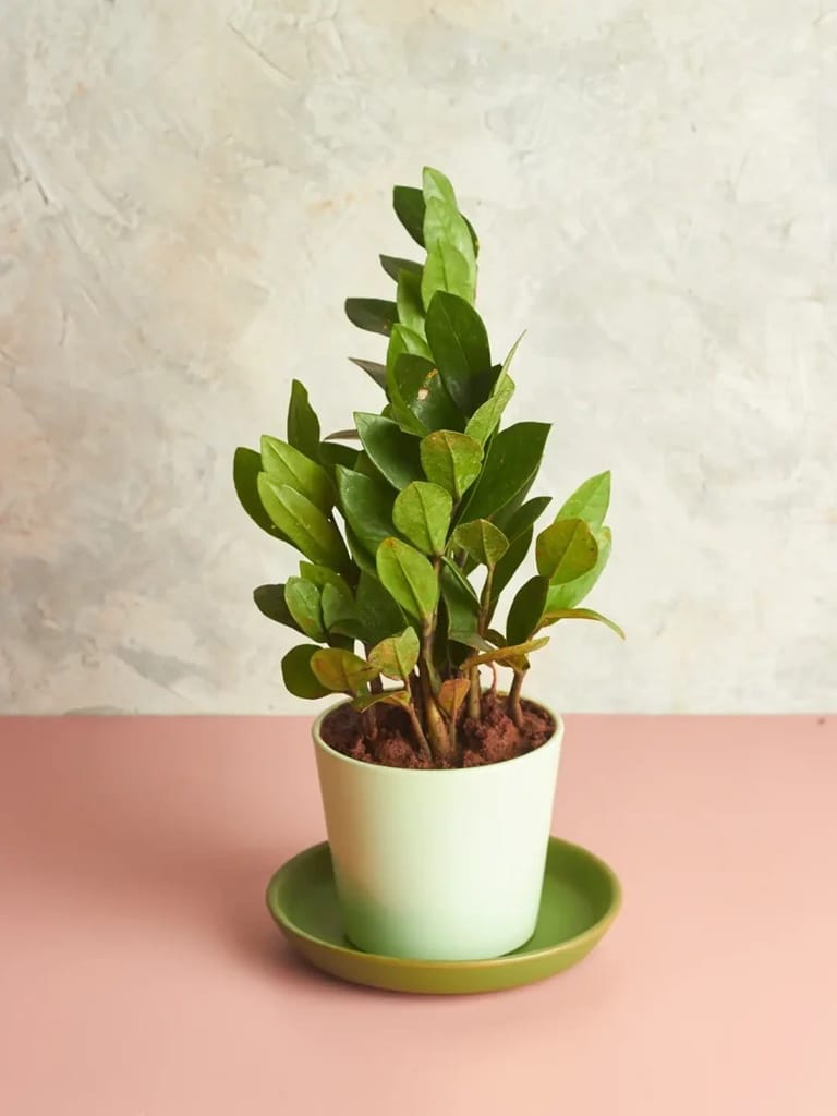 ZZ Plant - Image 1