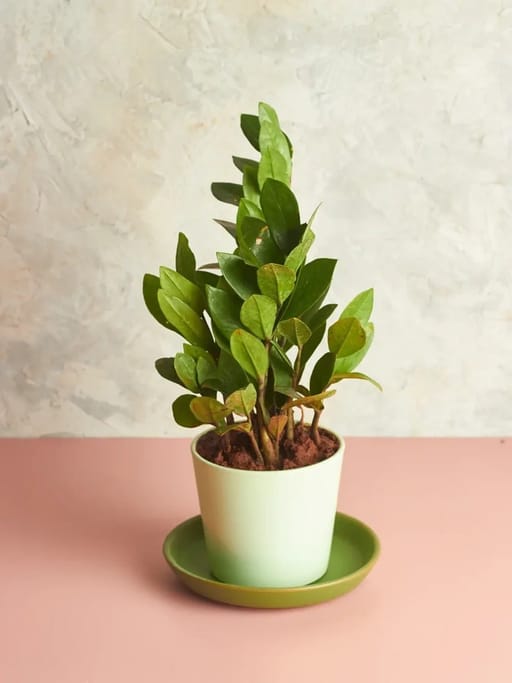 ZZ Plant