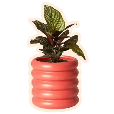 Plants