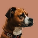 Mahmood's avatar