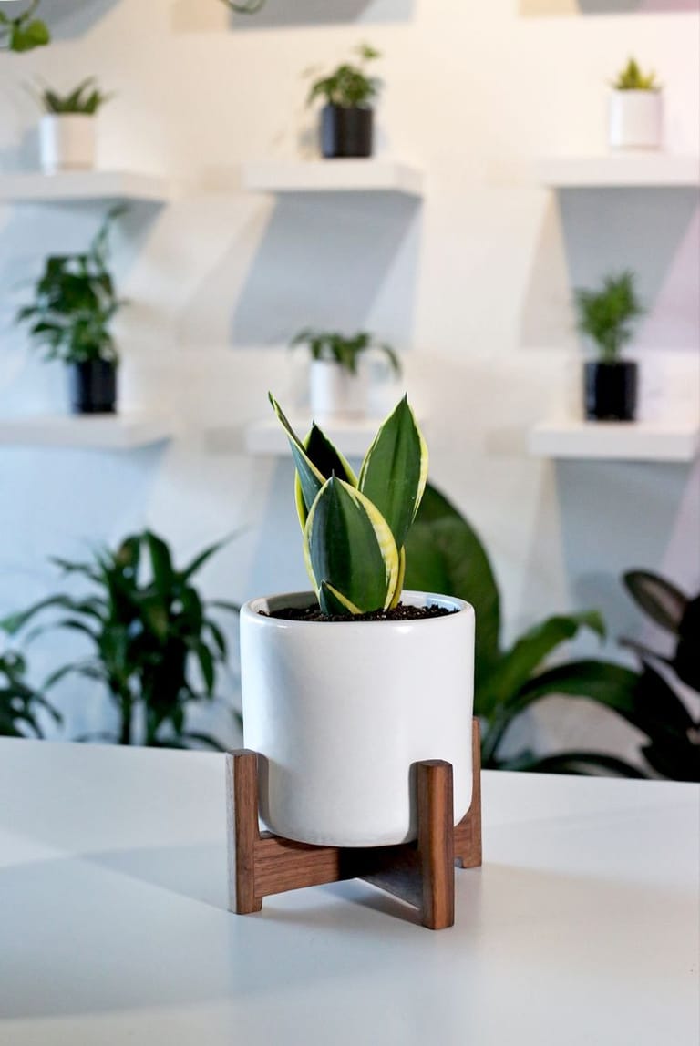  Desk Plant (Small Succulent or Mini Planter)