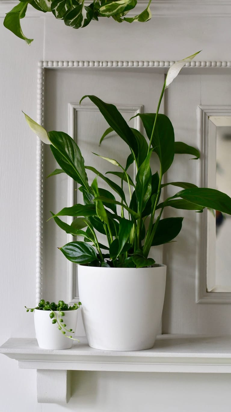 Peace Lily or Snake Plant