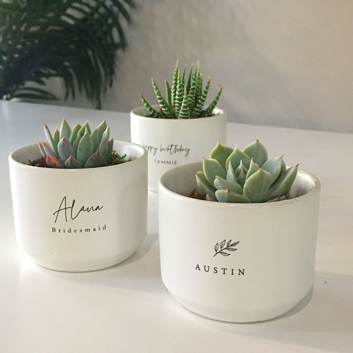Indoor Plant in a Stylish Pot