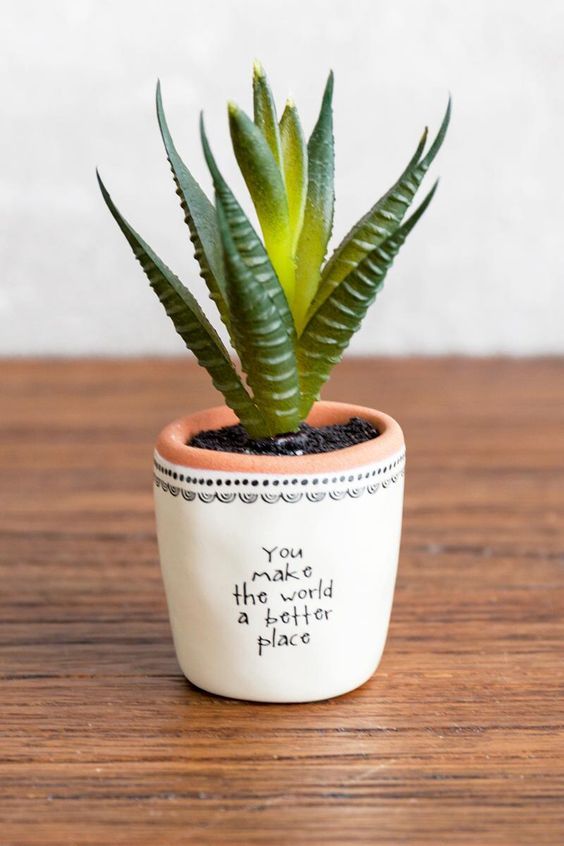 Indoor Plant