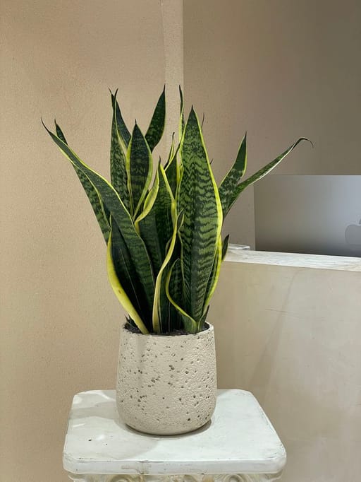 desk plant