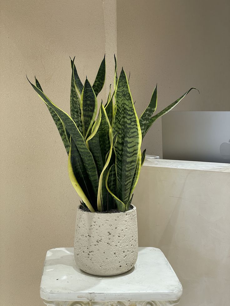 desk plant