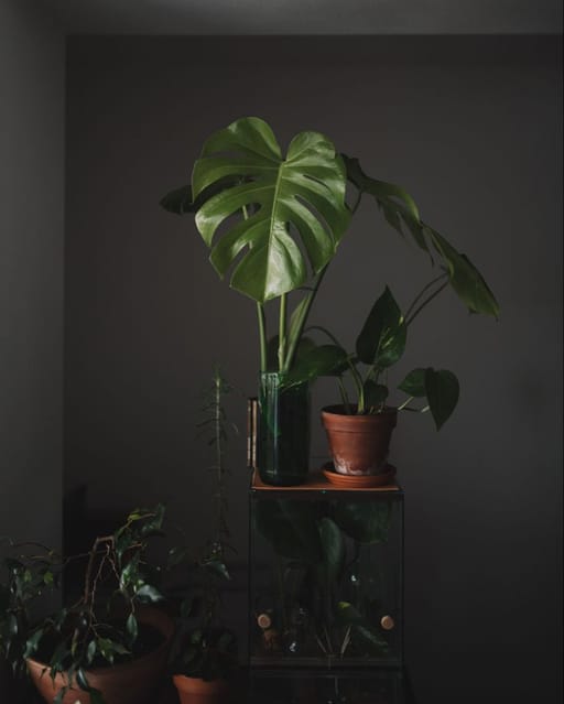 plant 