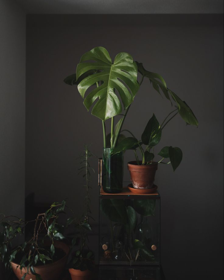 plant